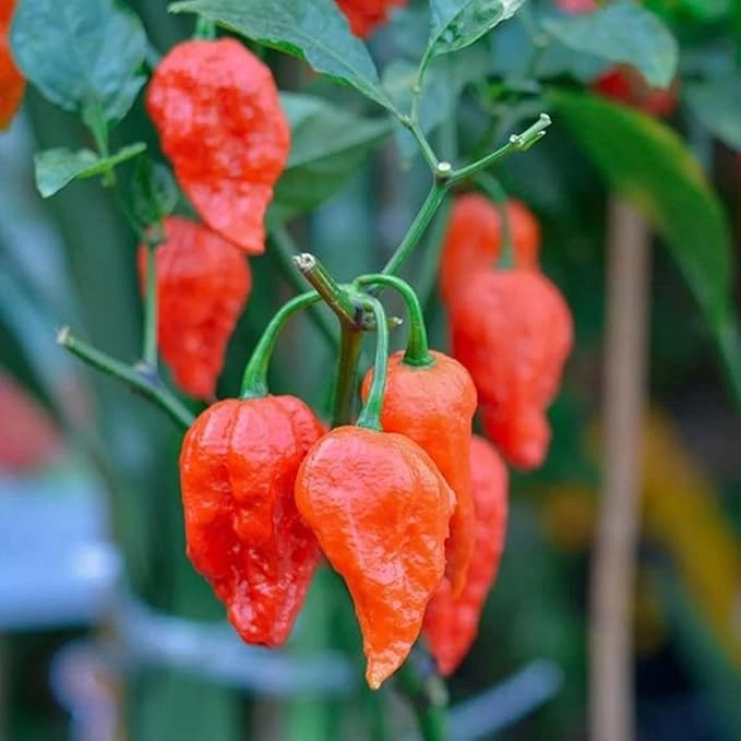 Ghost Pepper: क्यों मानी जाती है ये दुनिया की सबसे खतरनाक मिर्च?